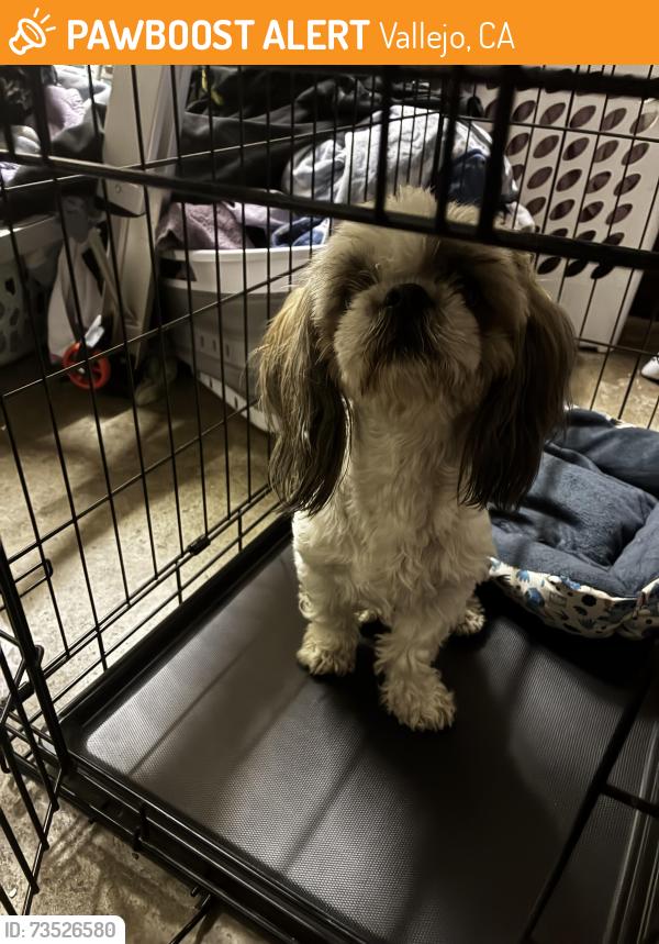 Found/Stray Female Dog last seen Near Cedar street Vallejo, Vallejo, CA 94591