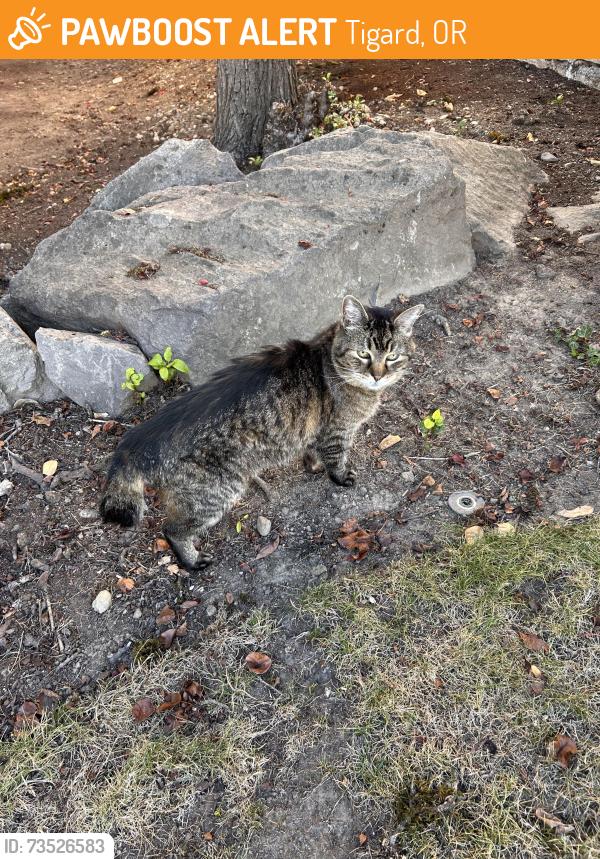 Found/Stray Unknown Cat last seen Beef Bend and 131st, Tigard, OR 97224