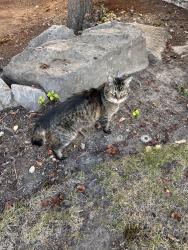 Found/Stray Unknown Cat last seen Beef Bend and 131st, Tigard, OR 97224