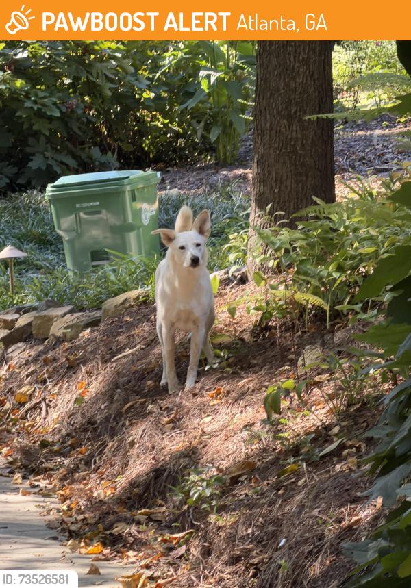 Found/Stray Unknown Dog last seen Lullwater between Ponce de Leon and The By Way, Atlanta, GA 30307