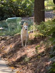 Found/Stray Unknown Dog last seen Lullwater between Ponce de Leon and The By Way, Atlanta, GA 30307