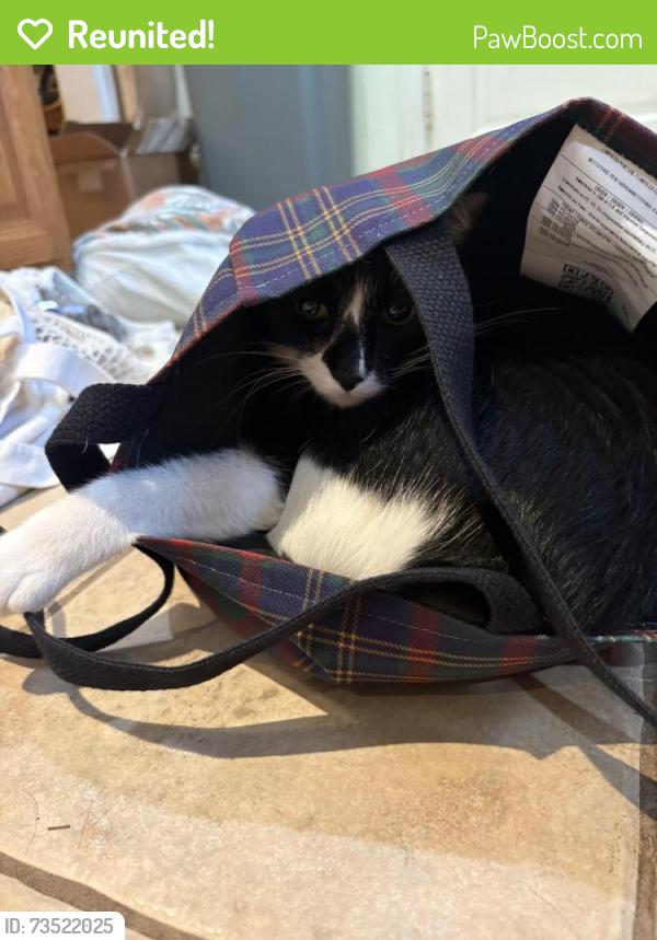Reunited Male Cat last seen Golf and LaMonte Ln, Houston, TX 77018