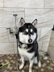 Lost Male Dog last seen Lincoln Ave, Bridgeport, CT 06609