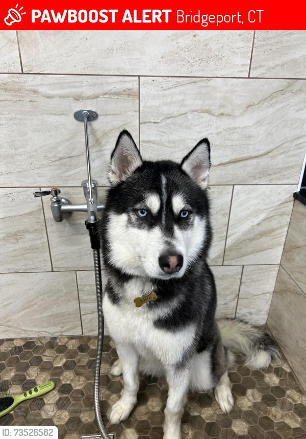 Lost Male Dog last seen Lincoln Ave, Bridgeport, CT 06609