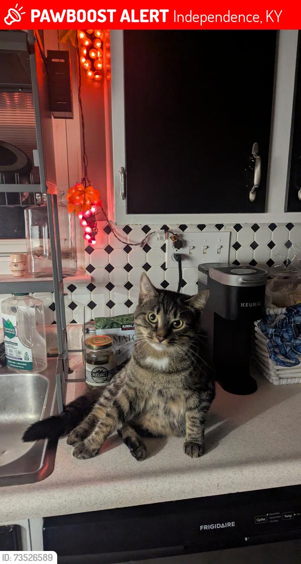 Lost Male Cat last seen Carrie way, independence KY, Independence, KY 41051