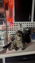 Lost Male Cat last seen Carrie way, independence KY, Independence, KY 41051