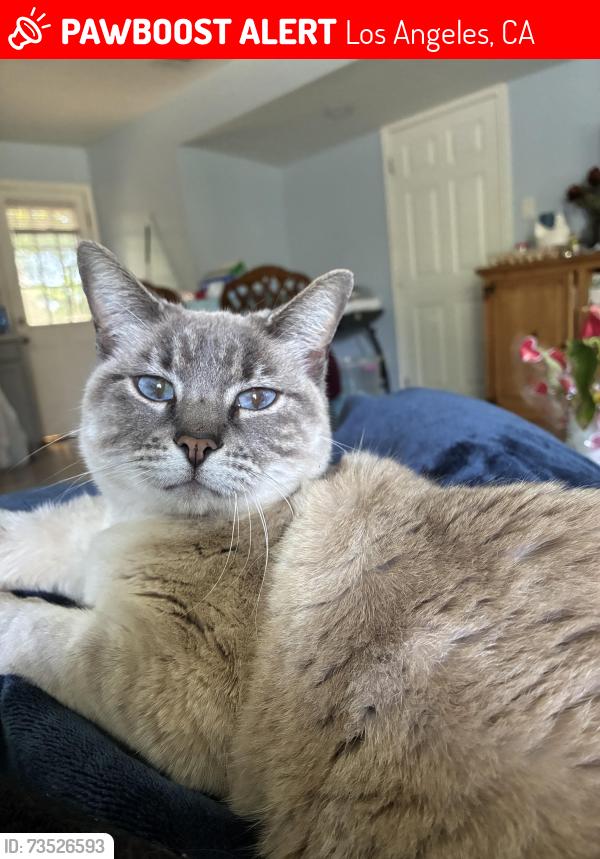 Lost Female Cat last seen Van Nuys Blvd and glenoaks blvd near a middle school, Los Angeles, CA 91331