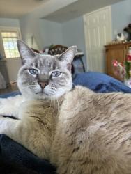 Lost Female Cat last seen Van Nuys Blvd and glenoaks blvd near a middle school, Los Angeles, CA 91331