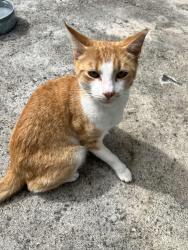 Found/Stray Male Cat last seen 34th teraace, Lauderhill, FL 33311