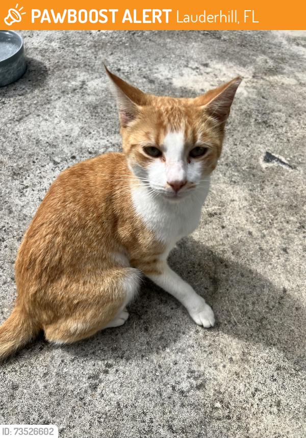 Found/Stray Male Cat last seen 34th teraace, Lauderhill, FL 33311