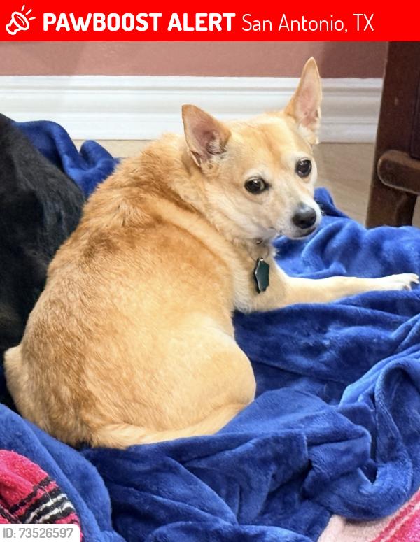 Lost Female Dog last seen West avenue and Patricia drive, San Antonio, TX 78213
