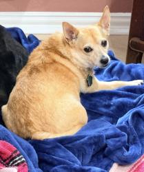 Lost Female Dog last seen West avenue and Patricia drive, San Antonio, TX 78213