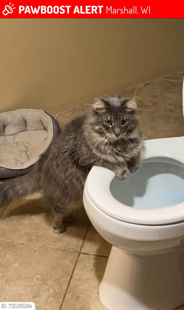 Lost Male Cat last seen Evergreen Trailer Park in Marshall, Marshall, WI 53559