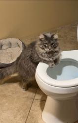 Lost Male Cat last seen Evergreen Trailer Park in Marshall, Marshall, WI 53559