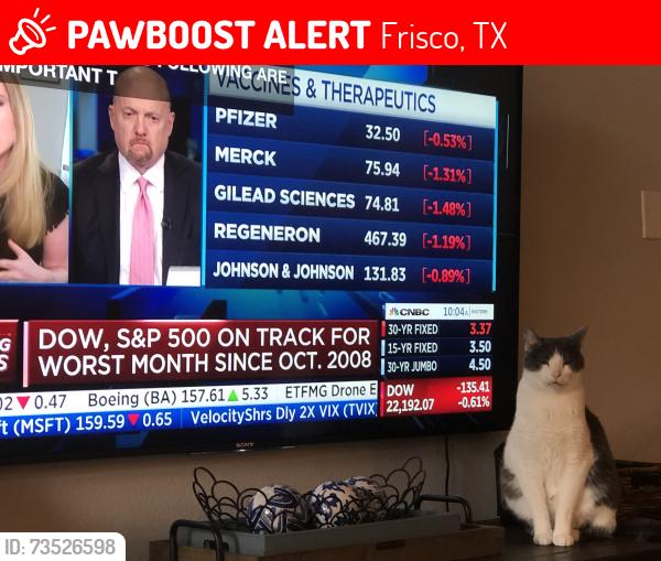 Lost Male Cat last seen Phillips Creek Ranch Weston Subdivision, Frisco, TX 75036