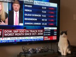 Lost Male Cat last seen Phillips Creek Ranch Weston Subdivision, Frisco, TX 75036