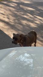 Found/Stray Female Dog last seen Melville and Travers, Rochester, NY 14609
