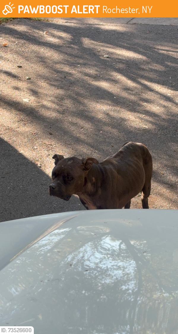 Found/Stray Female Dog last seen Melville and Travers, Rochester, NY 14609