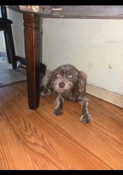 Found/Stray Female Dog last seen Near Chimney Rock Rd, Houston, TX 77081, USA, Houston, TX 77081