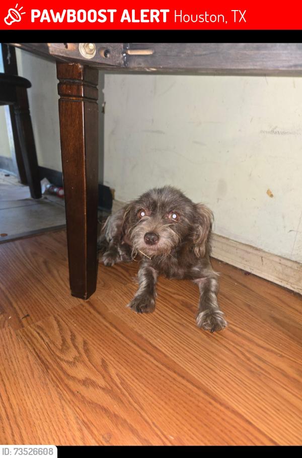 Found/Stray Female Dog last seen Near Chimney Rock Rd, Houston, TX 77081, USA, Houston, TX 77081