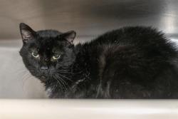 Shelter Stray Male Cat last seen CHARLOTTE, 8315 Byrum Dr, Charlotte, NC 28217, USA