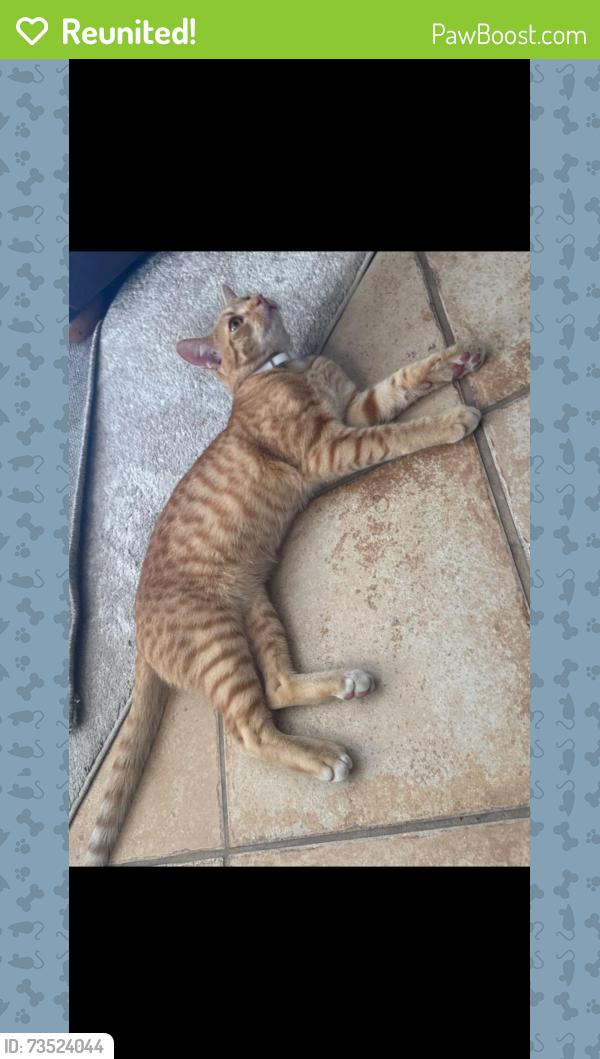Reunited Unknown Cat last seen Shadowridge, by RBV highschool, Vista, CA 92081