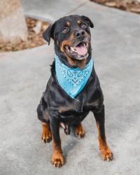 Shelter Stray Male Dog last seen Near BLOCK E 4TH AVE, 3599 NW 79th Ave, Doral, FL 33122, USA