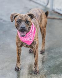 Shelter Stray Female Dog last seen , 3599 NW 79th Ave, Doral, FL 33122, USA