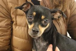 Shelter Stray Female Dog last seen Near BLOCK PINEY BRANCH RD, 127 Humane Ln, Columbia, SC 29201, USA