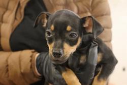 Shelter Stray Male Dog last seen Near BLOCK PINEY BRANCH RD, 127 Humane Ln, Columbia, SC 29201, USA