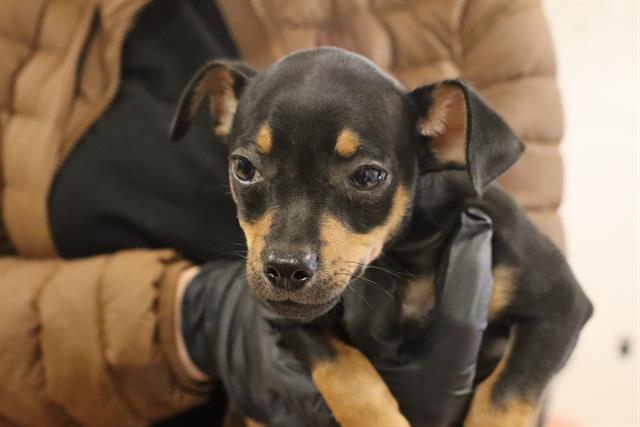 Shelter Stray Male Dog last seen Near BLOCK PINEY BRANCH RD, 127 Humane Ln, Columbia, SC 29201, USA