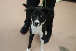 Shelter Stray Female Dog last seen Near BLOCK MISTY KNOLL DR, 127 Humane Ln, Columbia, SC 29201, USA