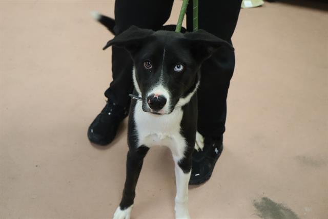 Shelter Stray Female Dog last seen Near BLOCK MISTY KNOLL DR, 127 Humane Ln, Columbia, SC 29201, USA