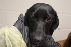 Shelter Stray Male Dog last seen Near BLOCK GARNERS FERRY RD, 127 Humane Ln, Columbia, SC 29201, USA