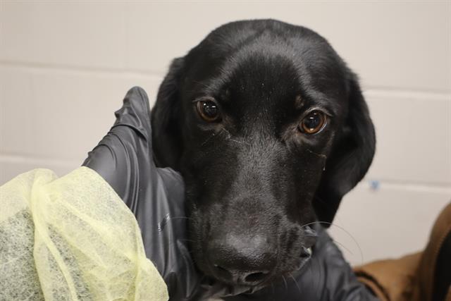 Shelter Stray Male Dog last seen Near BLOCK GARNERS FERRY RD, 127 Humane Ln, Columbia, SC 29201, USA
