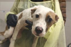 Shelter Stray Female Dog last seen Near BLOCK HYATT AV, 127 Humane Ln, Columbia, SC 29201, USA