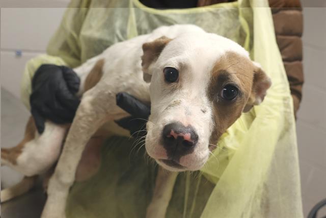 Shelter Stray Female Dog last seen Near BLOCK HYATT AV, 127 Humane Ln, Columbia, SC 29201, USA
