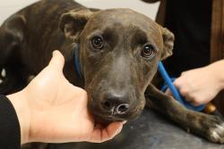 Shelter Stray Female Dog last seen Near BLOCK CHERYL LN, 127 Humane Ln, Columbia, SC 29201, USA