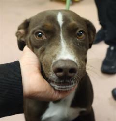 Shelter Stray Male Dog last seen Near BLOCK PATMORE DR, 127 Humane Ln, Columbia, SC 29201, USA