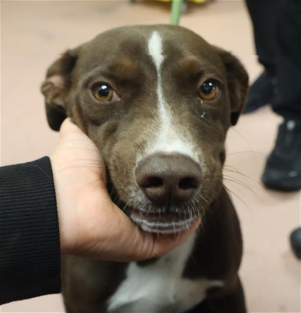 Shelter Stray Male Dog last seen Near BLOCK PATMORE DR, 127 Humane Ln, Columbia, SC 29201, USA