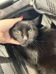 Shelter Stray Male Cat last seen HAW RIVER, 221 Stone Quarry Rd, Burlington, NC 27217, USA