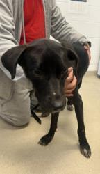 Shelter Stray Male Dog last seen ALAMANCE COUNTY, 221 Stone Quarry Rd, Burlington, NC 27217, USA