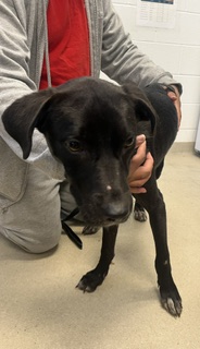 Shelter Stray Male Dog last seen ALAMANCE COUNTY, 221 Stone Quarry Rd, Burlington, NC 27217, USA
