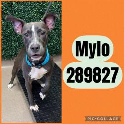 Shelter Stray Male Dog last seen CANTON ST, 4214 Fulton Mill Rd, Macon, GA 31216, USA