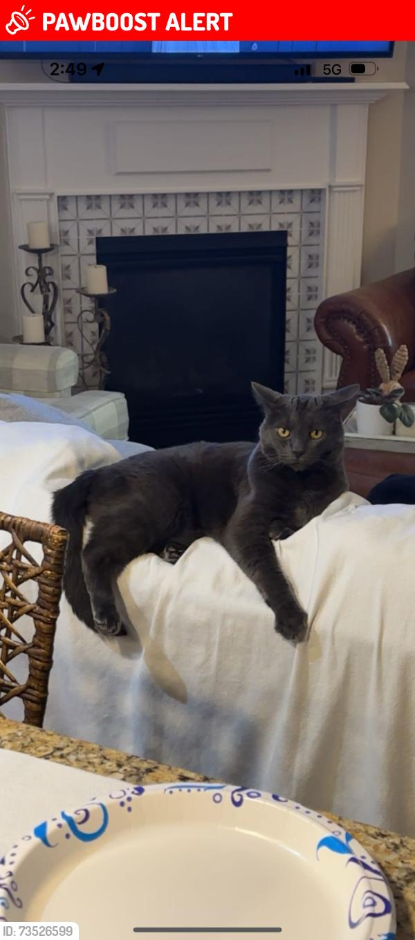 Lost Male Cat last seen Sherwood Oaks Dr. Rockvale TN off of Kingwood Ln, Rutherford County, TN 37153