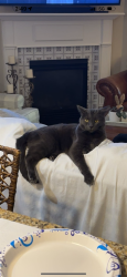 Lost Male Cat last seen Sherwood Oaks Dr. Rockvale TN off of Kingwood Ln, Rutherford County, TN 37153