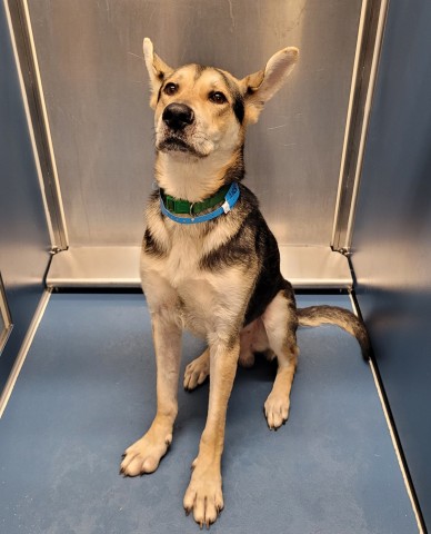 Shelter Stray Male Dog last seen Near BLOCK BLACKMOOR ST, DETROIT, MI 48234, 1431 E Ferry St, Detroit, MI 48211, USA