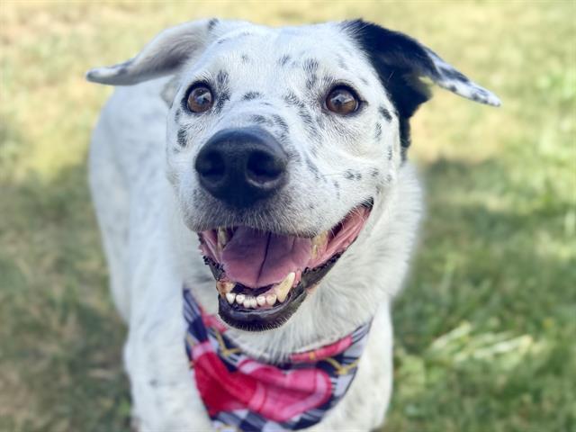 Shelter Stray Male Dog last seen Near BLOCK E ROUTT AVE, PUEBLO CO 81004, 4600 Eagleridge Pl, Pueblo, CO 81008, USA