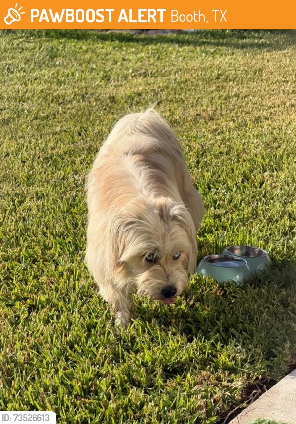 Found/Stray Unknown Dog last seen Near windway ct, Booth, TX 77469