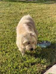 Found/Stray Unknown Dog last seen Near windway ct, Booth, TX 77469